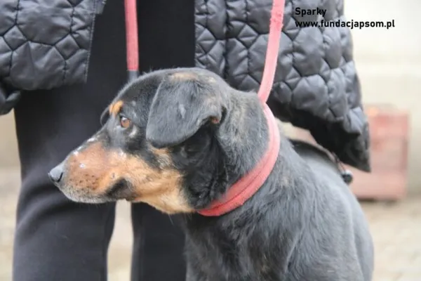 Pies do adopcji, Nowy Dwór Mazowiecki, 16 lutego 2024 (3/3)