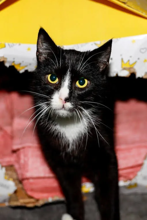 Kot do adopcji, Elbląg, 28 grudnia 2023 (1/3)