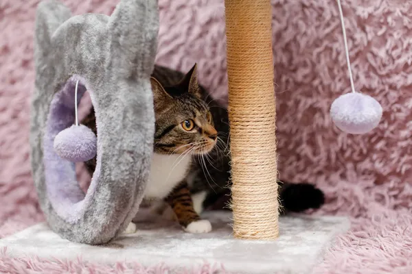 Kot do adopcji, Elbląg, 5 lutego 2024 (3/5)