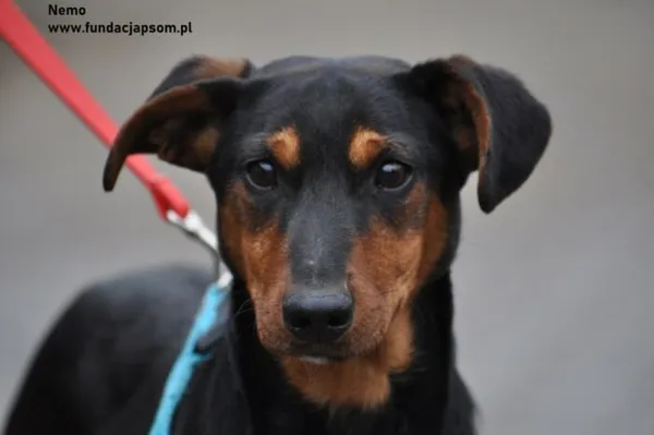 Pies do adopcji, Nowy Dwór Mazowiecki, 16 lutego 2024 (1/5)