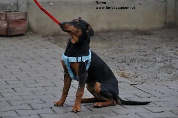 Pies do adopcji, Nowy Dwór Mazowiecki, 16 lutego 2024 (4/5)