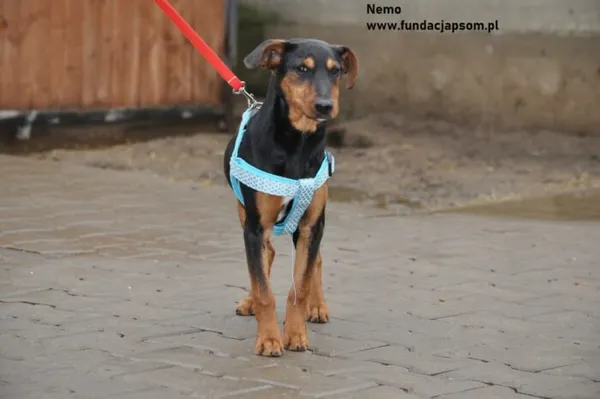 Pies do adopcji, Nowy Dwór Mazowiecki, 16 lutego 2024 (5/5)