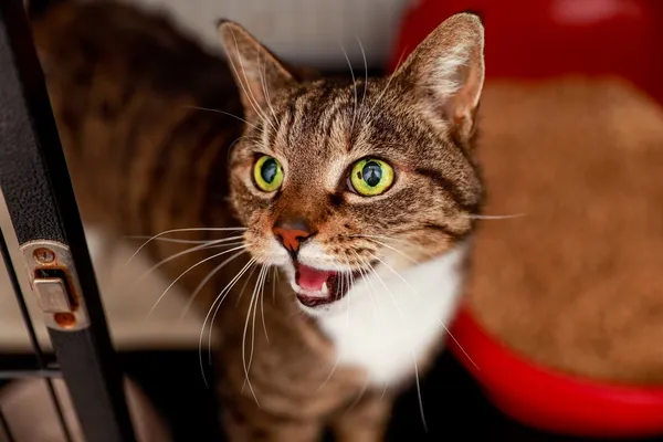 Kot do adopcji, Elbląg, 20 stycznia 2024 (2/3)