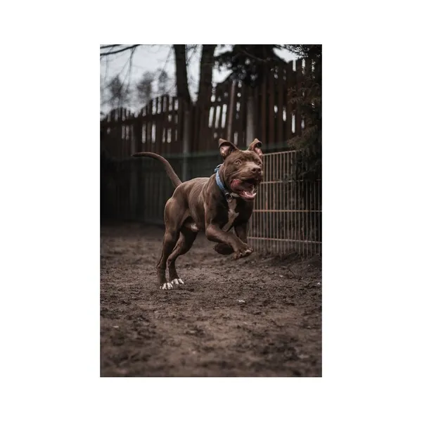 Znaleziono psa, Białystok, 1 lutego 2024 (1/4)