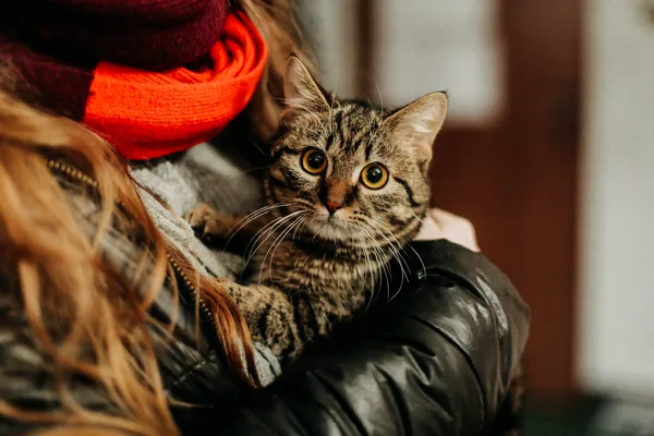 Kot do adopcji, Czartki, 16 lutego 2024 (1/5)