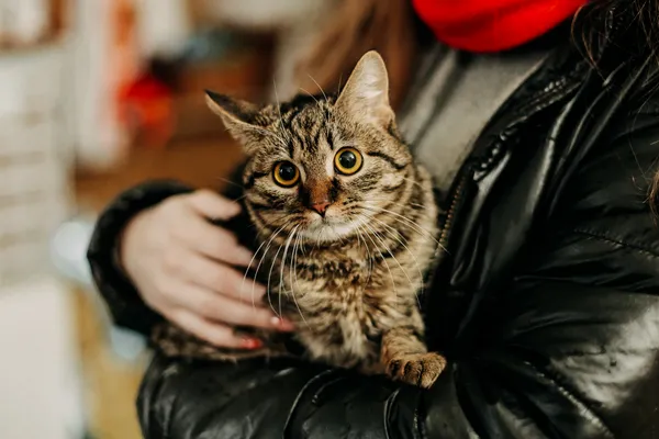 Kot do adopcji, Czartki, 16 lutego 2024 (2/5)