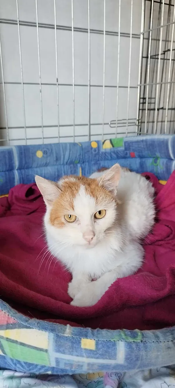 Kot do adopcji, Kielce, 16 lutego 2024