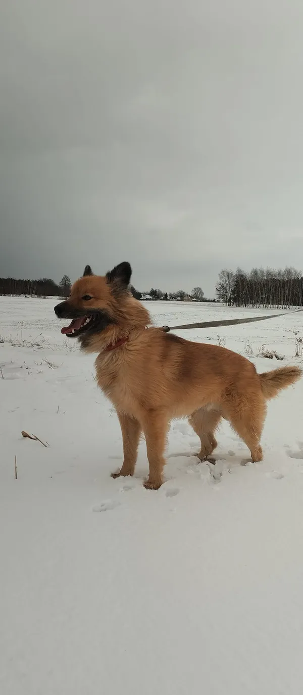 Pies do adopcji, Orzechowce, 1 lutego 2024 (1/5)