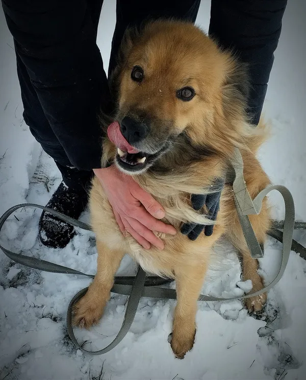 Pies do adopcji, Orzechowce, 1 lutego 2024 (3/5)