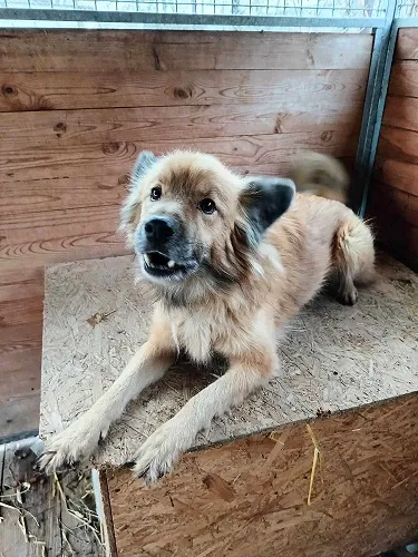 Pies do adopcji, Orzechowce, 1 lutego 2024 (4/5)