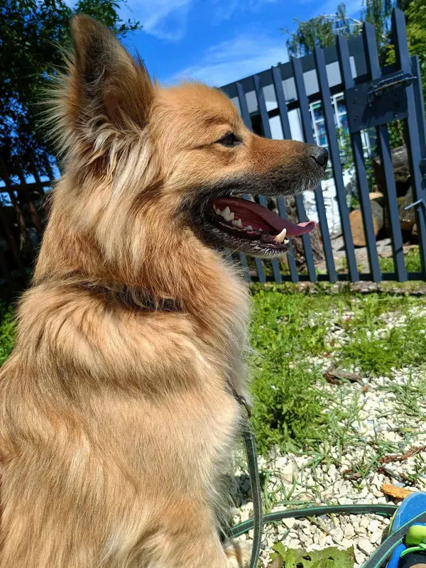 Pies do adopcji, Orzechowce, 1 lutego 2024 (5/5)