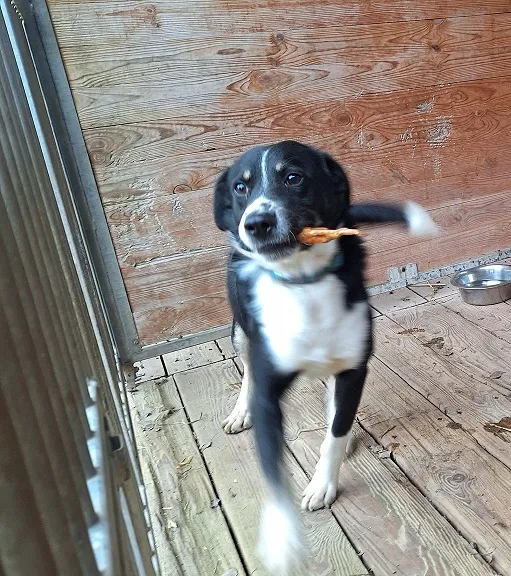 Pies do adopcji, Orzechowce, 1 lutego 2024 (1/2)