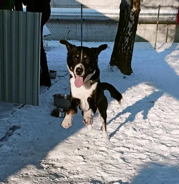 Pies do adopcji, Orzechowce, 1 lutego 2024 (2/2)