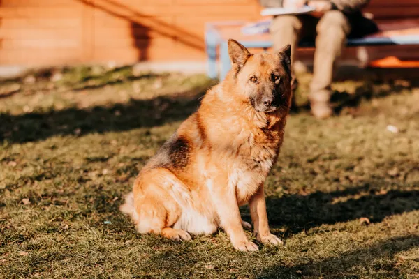 Pies do adopcji, Czartki, 16 lutego 2024 (5/5)