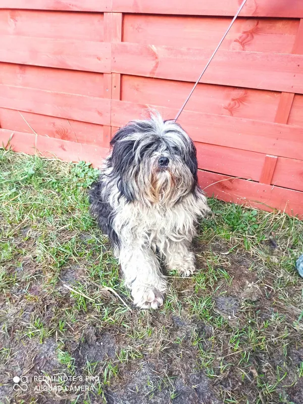 Znaleziono psa, Czartki, 16 lutego 2024