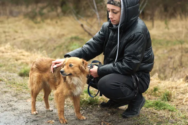 Pies do adopcji, Nowodwór, 16 lutego 2024 (1/5)