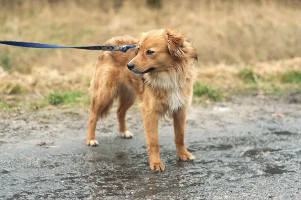 Pies do adopcji, Nowodwór, 16 lutego 2024 (2/5)