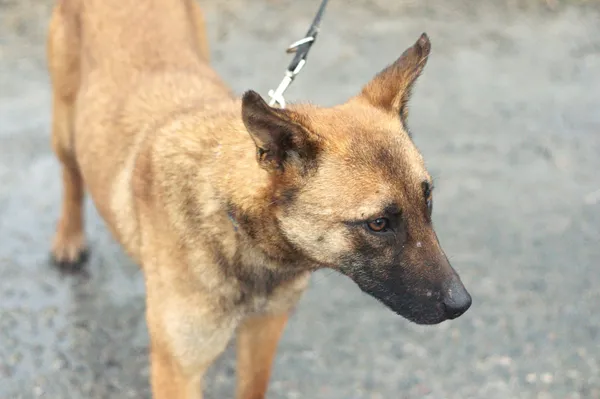 Pies do adopcji, Nowodwór, 16 lutego 2024 (1/5)