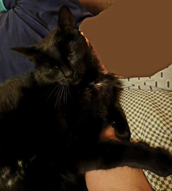 Zaginął kot, Warszawa, Białołęka Dworska, 18 lutego 2024 (1/3)