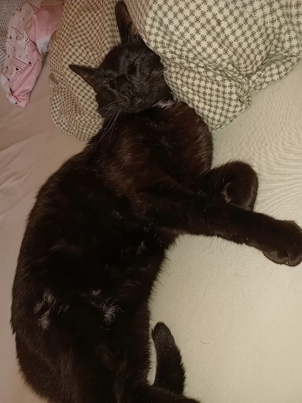 Zaginął kot, Warszawa, Białołęka Dworska, 18 lutego 2024 (2/3)