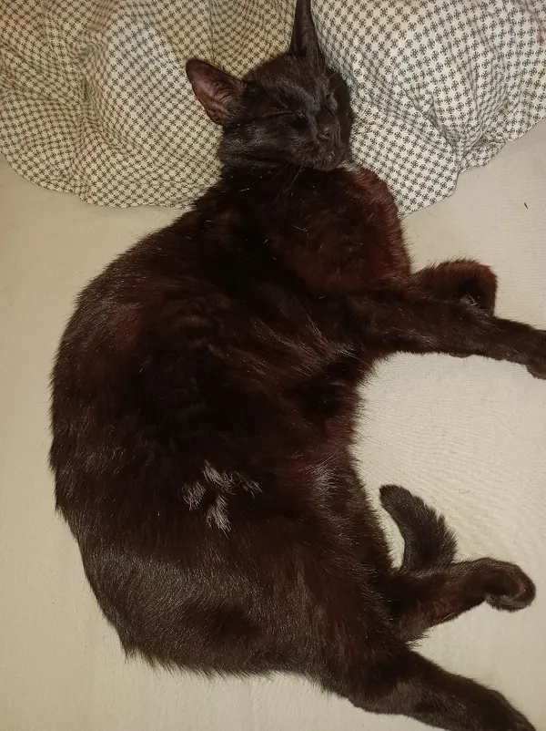 Zaginął kot, Warszawa, Białołęka Dworska, 18 lutego 2024 (3/3)