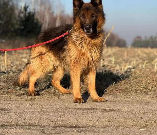 Pies do adopcji, Pieczyska, 18 lutego 2024 (1/5)