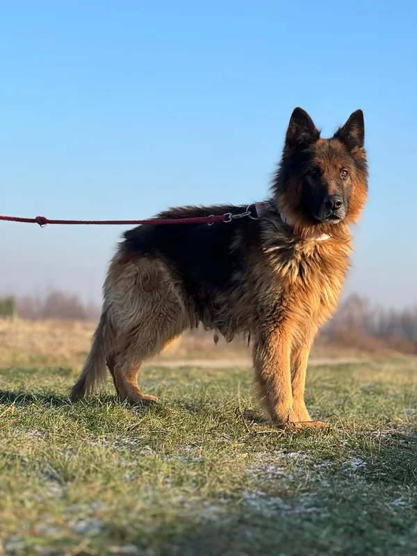 Pies do adopcji, Pieczyska, 18 lutego 2024 (3/5)