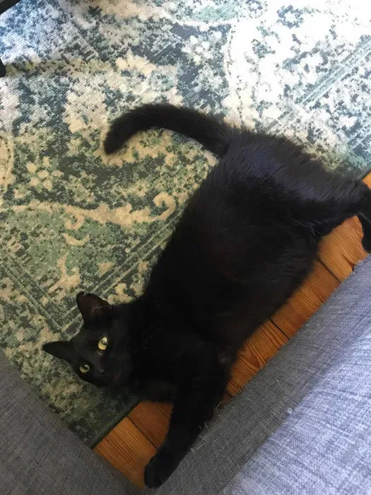 Zaginął kot, Sopot, Karlikowo, 18 lutego 2024 (1/4)