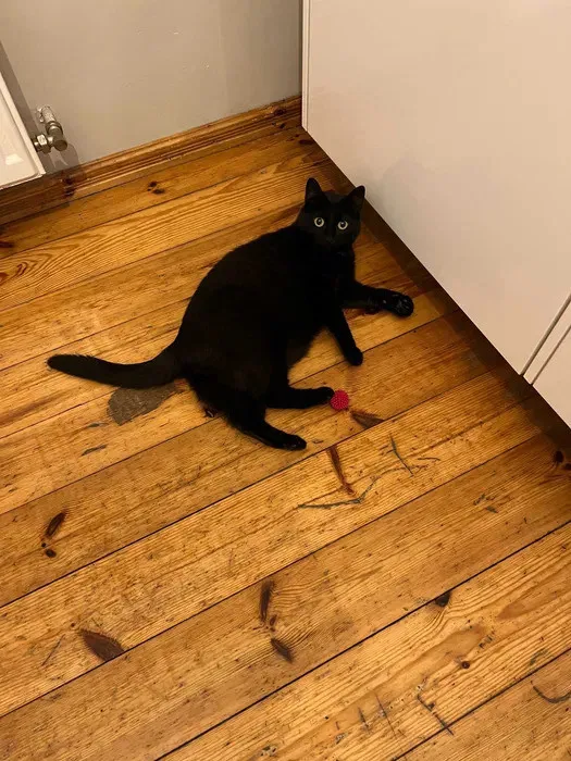 Zaginął kot, Sopot, Karlikowo, 18 lutego 2024 (3/4)