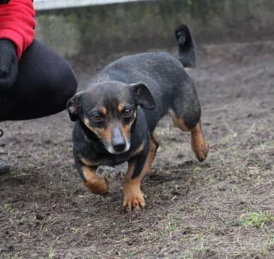Pies do adopcji, Oborniki, 2 lutego 2024 (1/5)