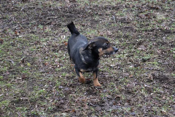 Pies do adopcji, Oborniki, 2 lutego 2024 (2/5)