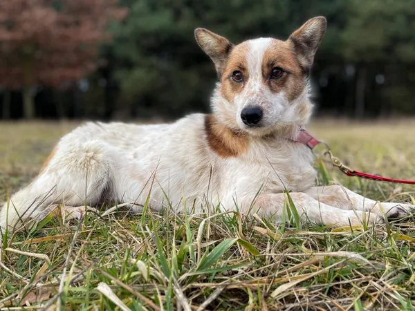 Pies do adopcji, Pieczyska, 18 lutego 2024 (5/5)