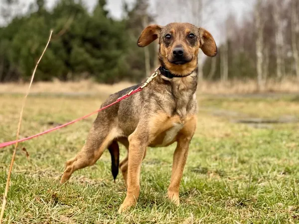 Pies do adopcji, Pieczyska, 18 lutego 2024 (2/5)