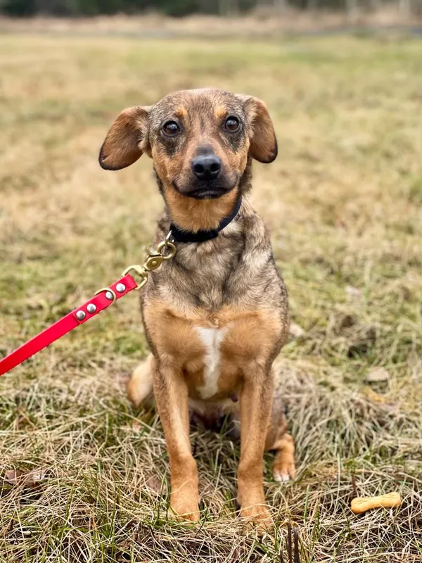 Pies do adopcji, Pieczyska, 18 lutego 2024 (4/5)