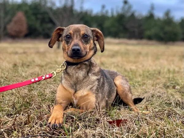 Pies do adopcji, Pieczyska, 18 lutego 2024 (5/5)