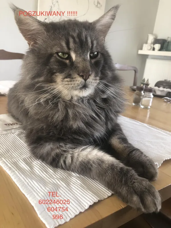 Zaginął kot, Łódź, 18 lutego 2024