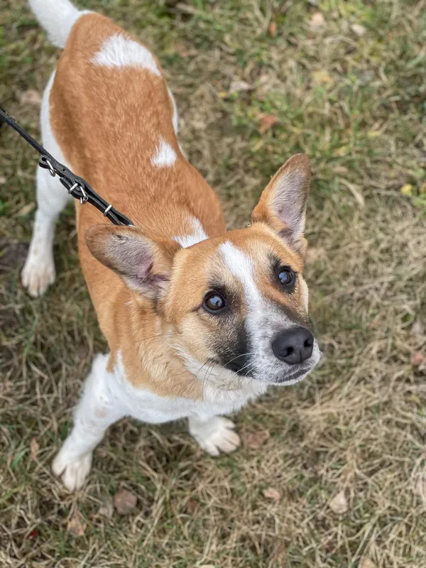 Pies do adopcji, Pieczyska, 18 lutego 2024 (2/5)