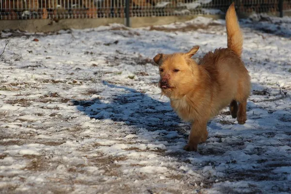 Pies do adopcji, Oborniki, 23 grudnia 2023 (3/5)