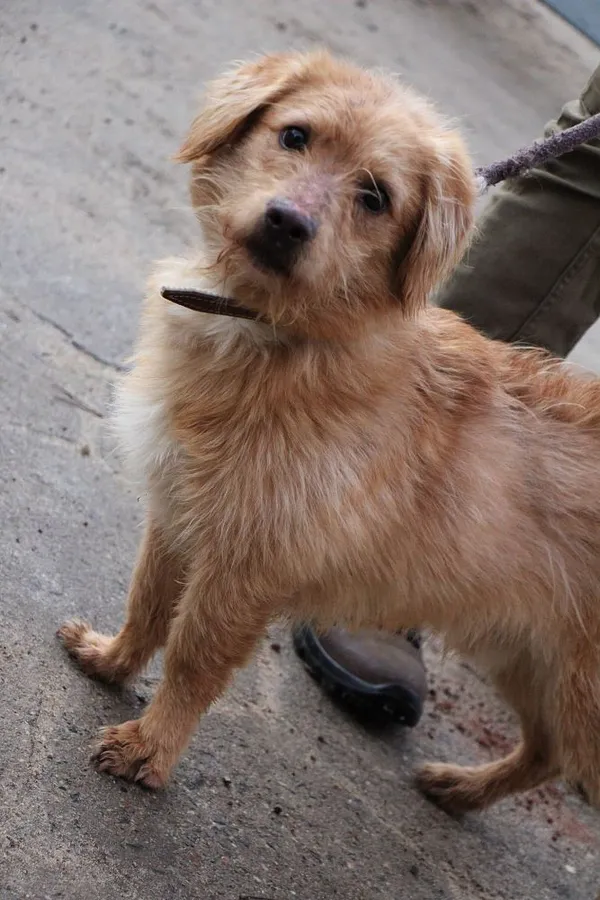 Pies do adopcji, Oborniki, 23 grudnia 2023 (5/5)