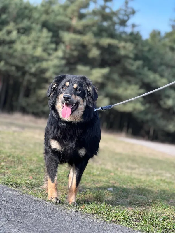 Pies do adopcji, Pieczyska, 18 lutego 2024 (2/5)