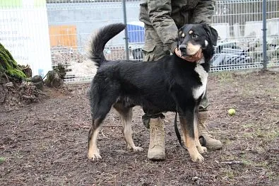 Pies do adopcji, Oborniki, 16 stycznia 2024 (1/5)