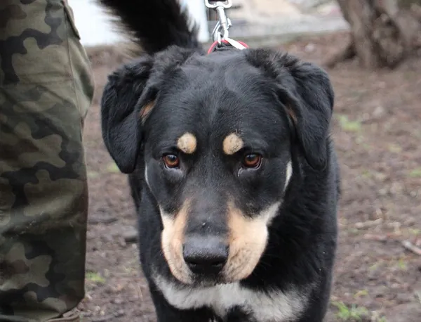 Pies do adopcji, Oborniki, 16 stycznia 2024 (3/5)