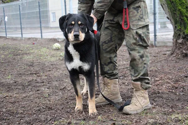 Pies do adopcji, Oborniki, 16 stycznia 2024 (4/5)