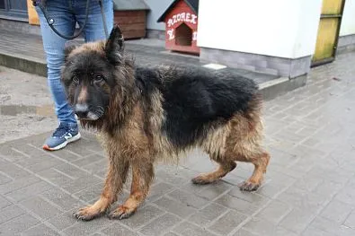 Pies do adopcji, Oborniki, 3 lutego 2024 (1/3)