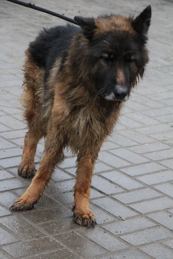 Pies do adopcji, Oborniki, 3 lutego 2024 (2/3)