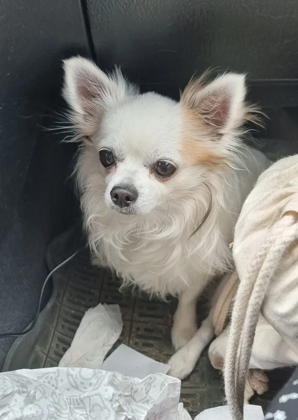 Zaginął pies, Łódź, 18 lutego 2024