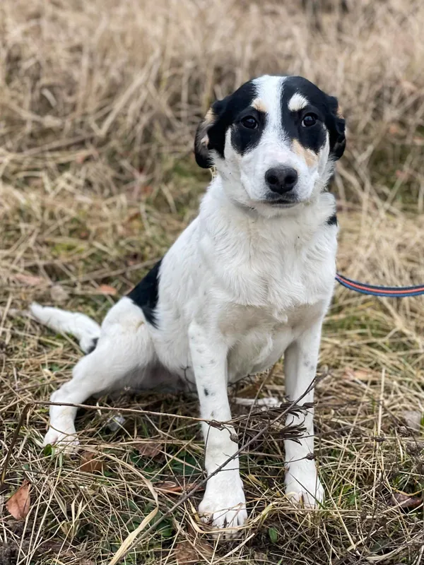 Pies do adopcji, Pieczyska, 18 lutego 2024 (2/5)