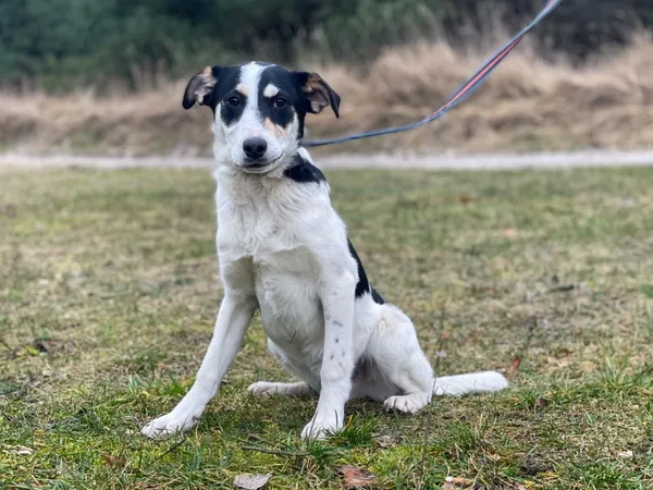 Pies do adopcji, Pieczyska, 18 lutego 2024 (3/5)