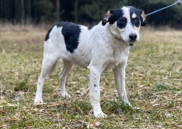 Pies do adopcji, Pieczyska, 18 lutego 2024 (4/5)