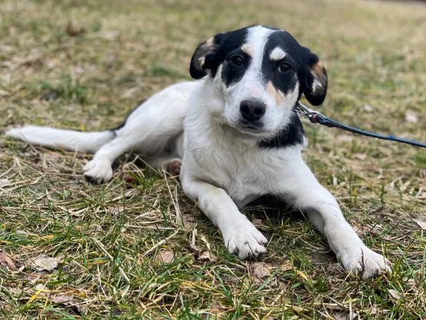 Pies do adopcji, Pieczyska, 18 lutego 2024 (5/5)